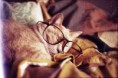 /album/galerie-photos/chat-lunette-jpg/